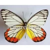 Ongeprepareerde Delias Hyparete