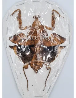 (On)geprepareerde Deroplatys Lobata
