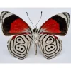 Ongeprepareerde Diaethria Clymena (Cramer's 88)