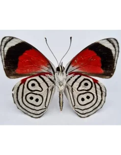 Ongeprepareerde Diaethria Clymena (Cramer's 88)