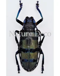 Ongeprepareerde Diastocera Wallichi Tricincta