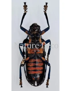 Ongeprepareerde Diastocera Wallichi Tricincta