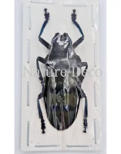 Ongeprepareerde Diastocera Wallichi Tricincta