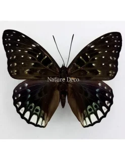 Ongeprepareerde Dichorragia Ninus