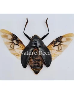 (On)geprepareerde Dineutus sp.