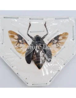(On)geprepareerde Dineutus sp.