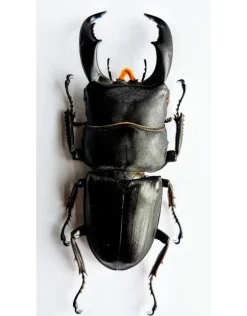 (On)geprepareerde Dorcus Titanus Typhon