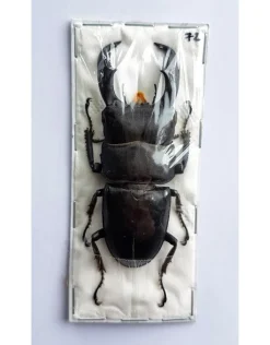 (On)geprepareerde Dorcus Titanus Typhon