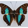 Ongeprepareerde Doxocopa Cherubina
