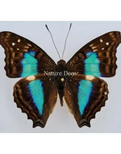 Ongeprepareerde Doxocopa Cherubina