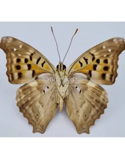 Ongeprepareerde Doxocopa Cherubina
