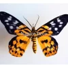 Ongeprepareerde Dysphania Militaris