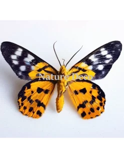 Ongeprepareerde Dysphania Militaris