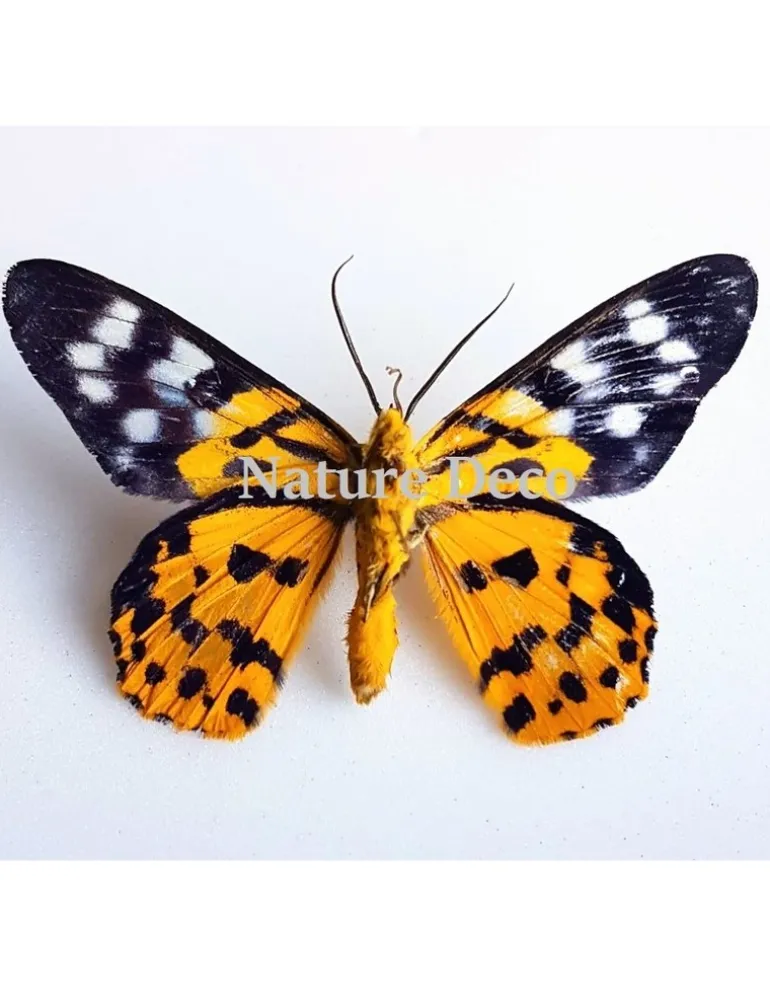Ongeprepareerde Dysphania Militaris
