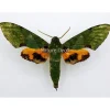 Ongeprepareerde Euchloron Megaera