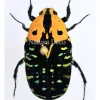 Ongeprepareerde Euchroea Clementi Ripheus