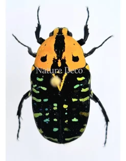 Ongeprepareerde Euchroea Clementi Ripheus