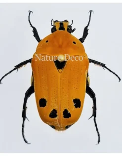 Ongeprepareerde Euchroea Auripimenta