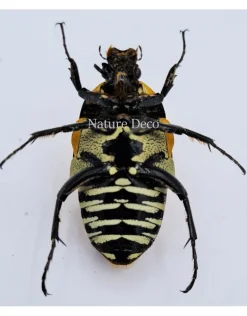 Ongeprepareerde Euchroea Auripimenta