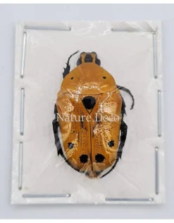 Ongeprepareerde Euchroea Auripimenta