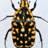 Ongeprepareerde Euhroea Vadoni