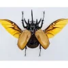 Ongeprepareerde Eupatorus Gracillicornis