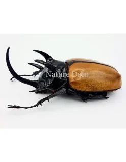 Ongeprepareerde Eupatorus Gracillicornis