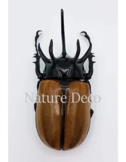 Ongeprepareerde Eupatorus Gracillicornis