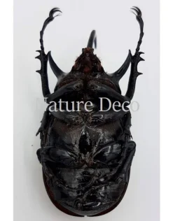 Ongeprepareerde Eupatorus Gracillicornis