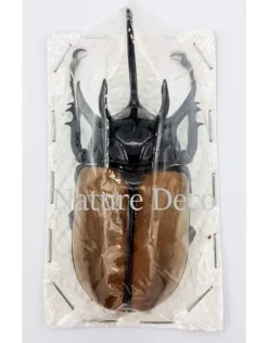 Ongeprepareerde Eupatorus Gracillicornis