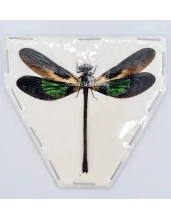 (On)geprepareerde Euphaea Variegata