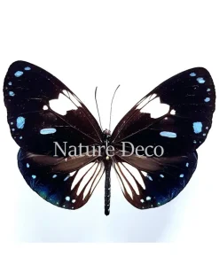 Ongeprepareerde Euploea Diocletianus