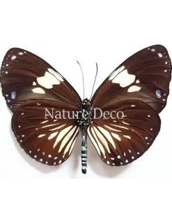 Ongeprepareerde Euploea Diocletianus