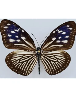 Ongeprepareerde Euploea Mulciber (vrouw)