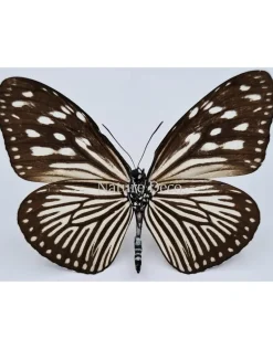 Ongeprepareerde Euploea Mulciber (vrouw)