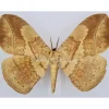 Ongeprepareerde Eupterote sp.