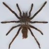 Ongeprepareerde Eurypelma Spinicrus