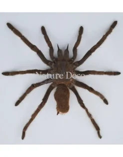 Ongeprepareerde Eurypelma Spinicrus