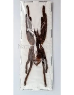 Ongeprepareerde Eurypelma Spinicrus
