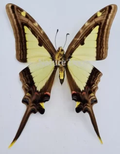 Ongeprepareerde Eurytides Leucaspis