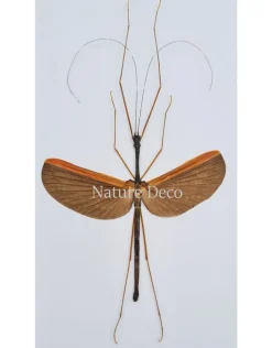 (On)geprepareerde Gargantuoidea Triumphalis