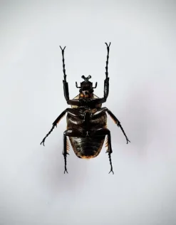 Ongeprepareerde Goliathus Orientalis (man)