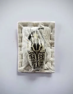 Ongeprepareerde Goliathus Orientalis (man)