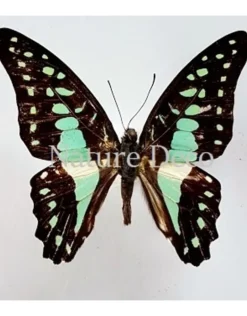 Ongeprepareerde Graphium Doson