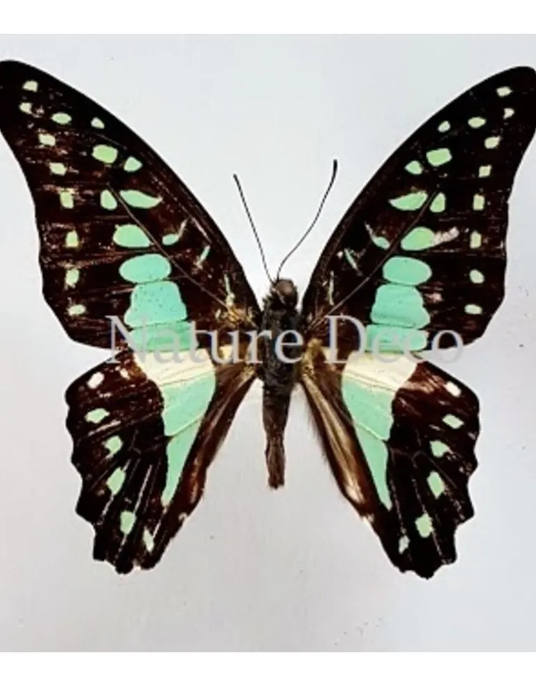 Ongeprepareerde Graphium Doson