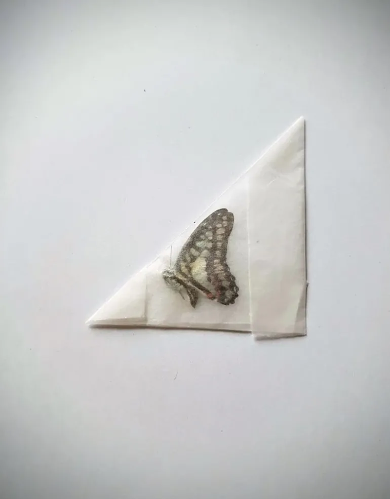 Ongeprepareerde Graphium Doson