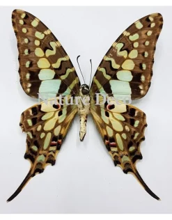 Ongeprepareerde Graphium Antheus