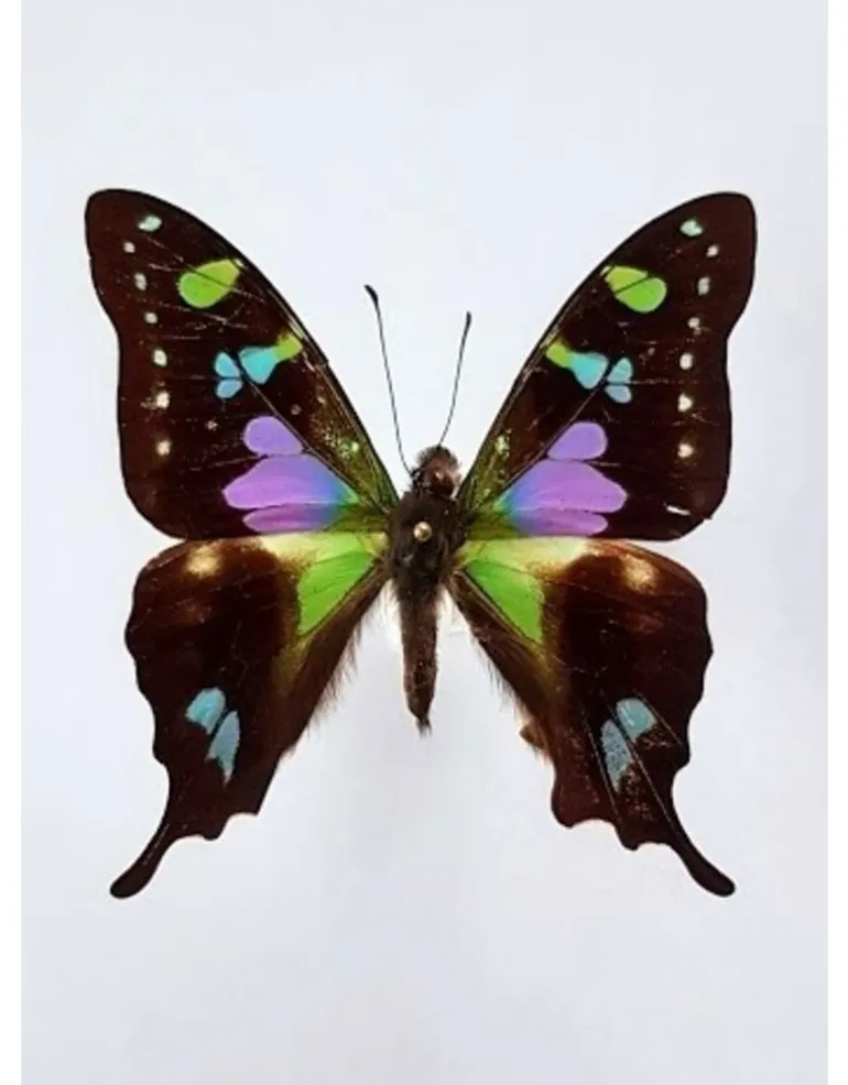 Ongeprepareerde Graphium Weiskei