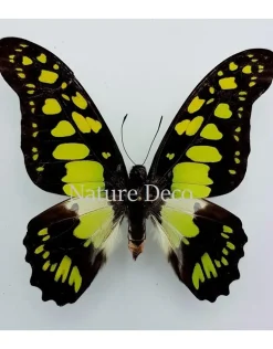 Ongeprepareerde Graphium Tyndareus