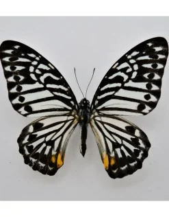 Ongeprepareerde Graphium Delessertii